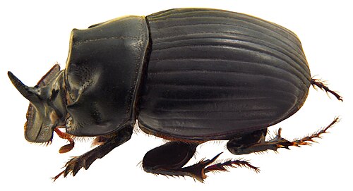C. magicus Harold, 1881
