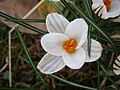 Crocus biflorus close-up