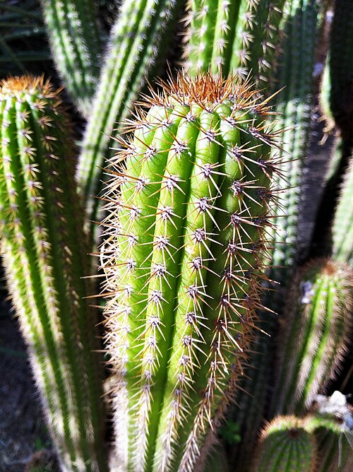File:Echinopsis spachiana 2w.jpg