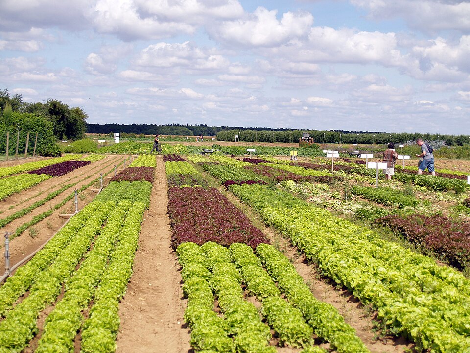 File:Jardin d'imbermais Marville-Moutiers-brûlé.jpg
