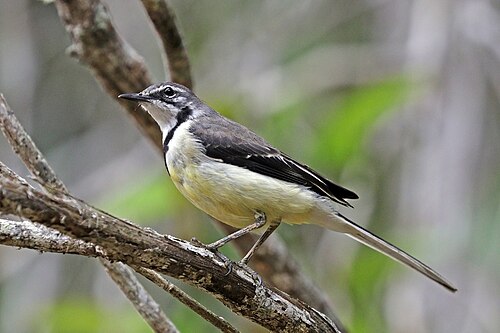 Madagascar wagtail Motacilla flaviventris Madagascar