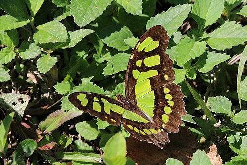 Malachite Siproeta stelenes insularis Cuba