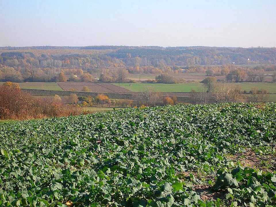 File:Przełom fordoński z Jarużyna.jpg