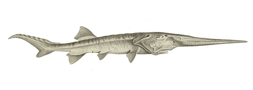 File:Psephurus gladius.jpg