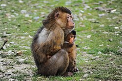 Southern pig-tailed macaque, nursing her baby