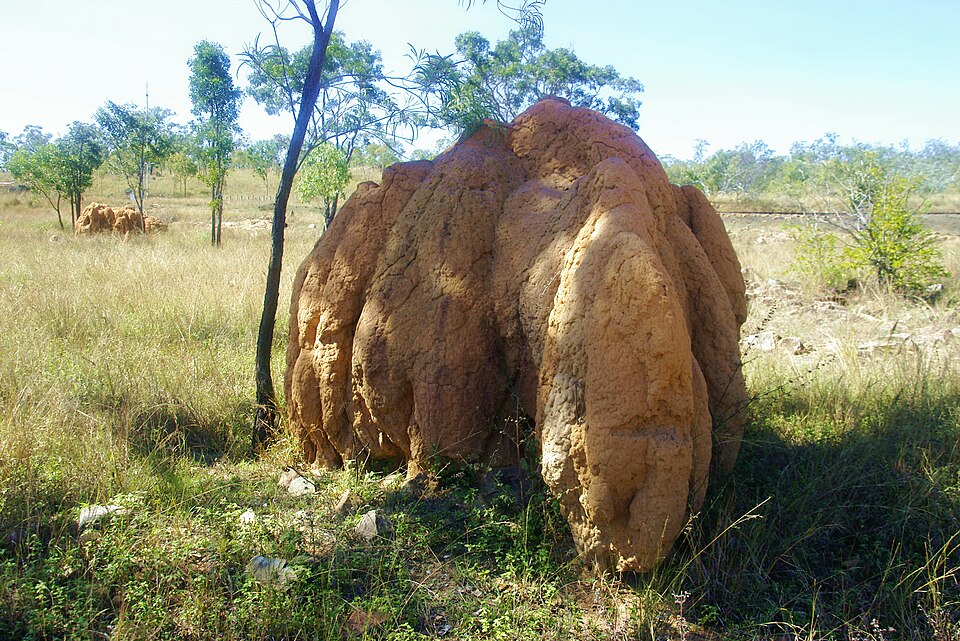 File:Termitenhuegel.jpg