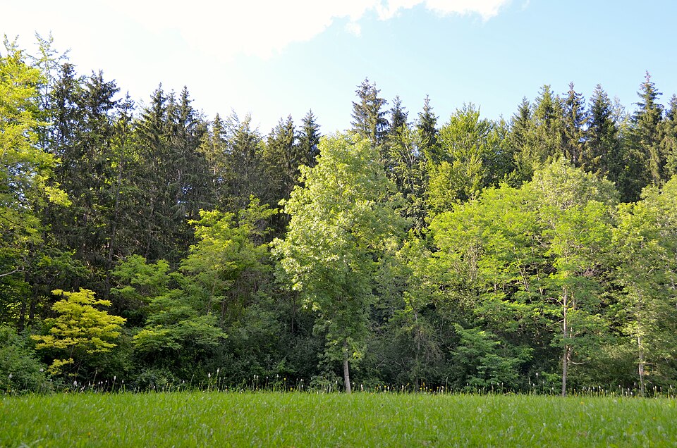 File:WSG Tanzwasenquelle bei Ratshausen im Zollernalbkreis.jpg