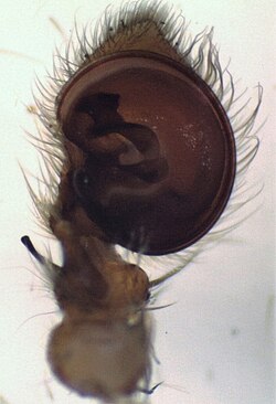 male palp