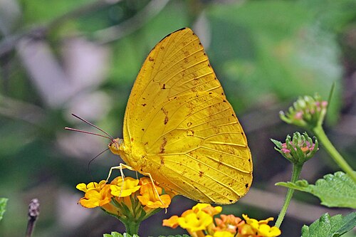 Apricot sulphur Phoebis argante ♂ Panama