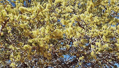Flowering during late winter, Limpopo
