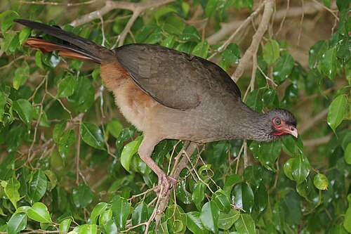 Chaco chachalaca Ortalis canicollis pantanalensis Brazil