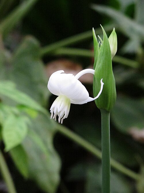 File:Eucharis plicata (8445011742).jpg