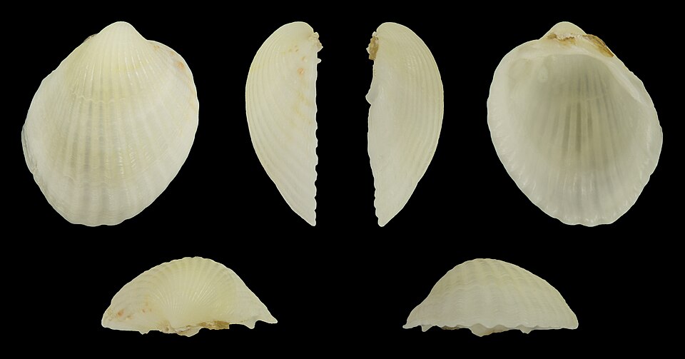 Right valve of the same specimen