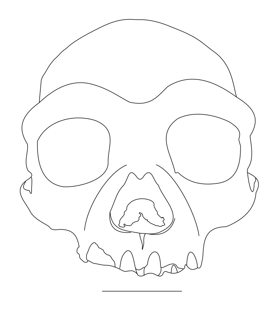 File:Homo longi.svg