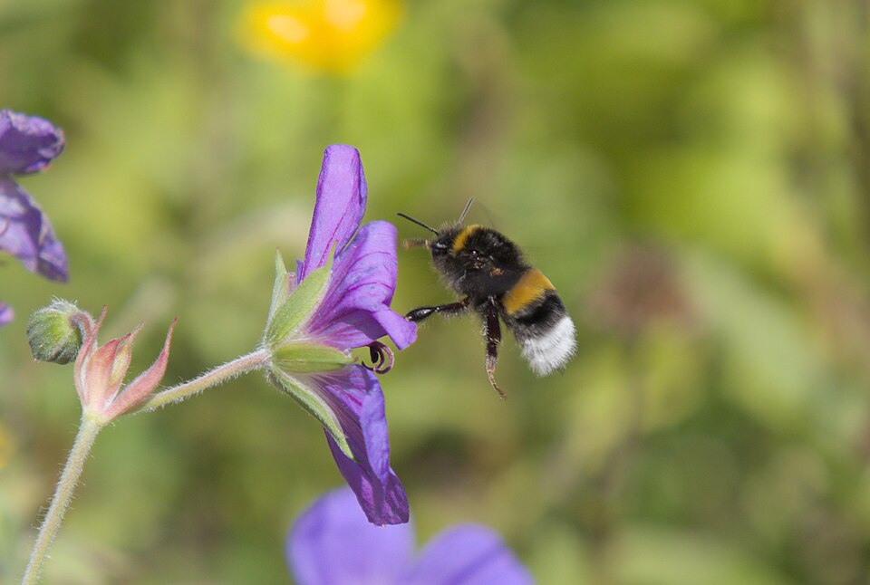File:Hummel landet auf Blume.jpg