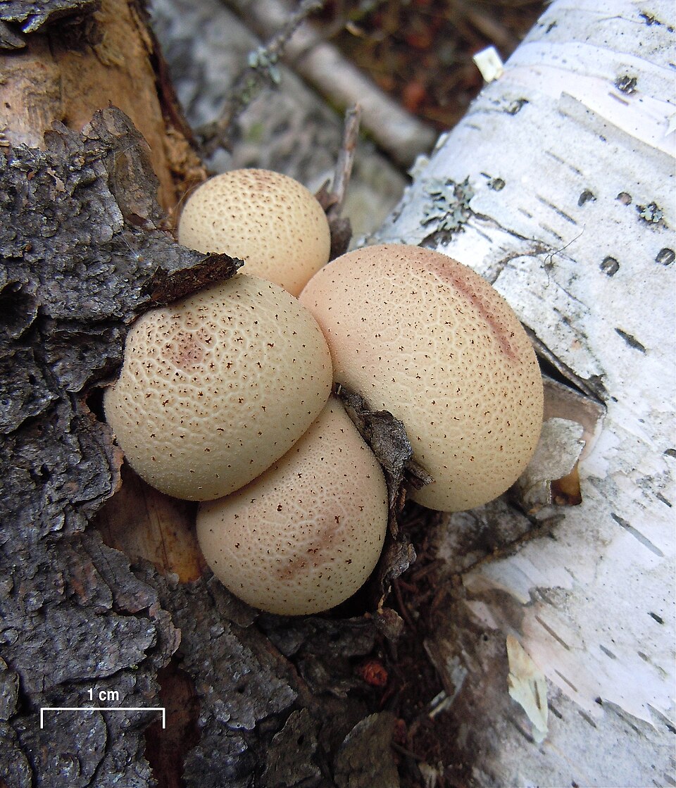 File:Lycoperdon pyriforme Sasata scale.jpg