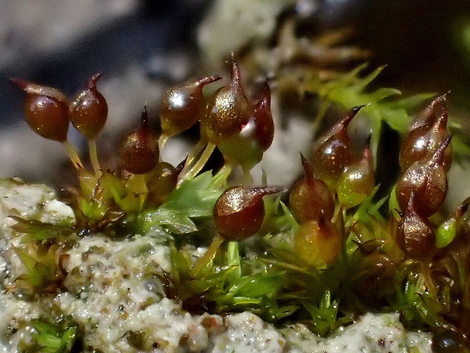 File:Microbryum rectum.jpg