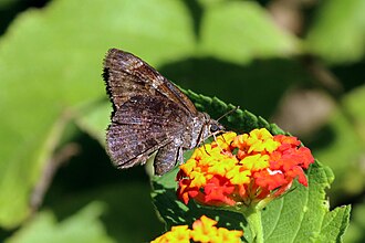 Mimosa skipper Cogia calchas Trinidad and Tobago