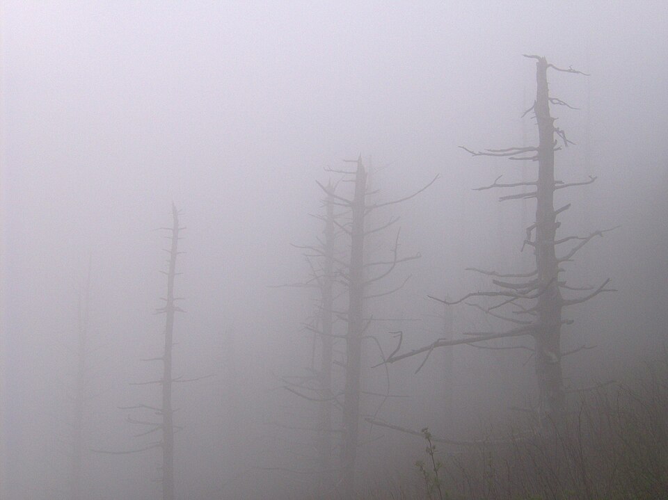 File:Old-black-fraser-firs-tn1.jpg
