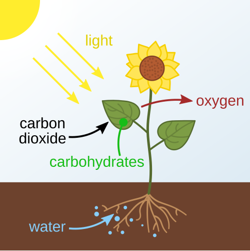 File:Photosynthesis en.svg