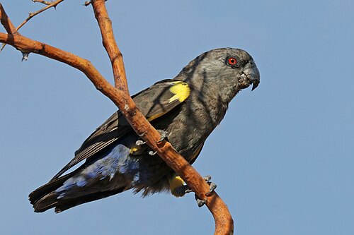 Rüppell's parrot Poicephalus rueppellii ♀ Namibia