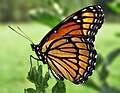 Viceroy Butterfly