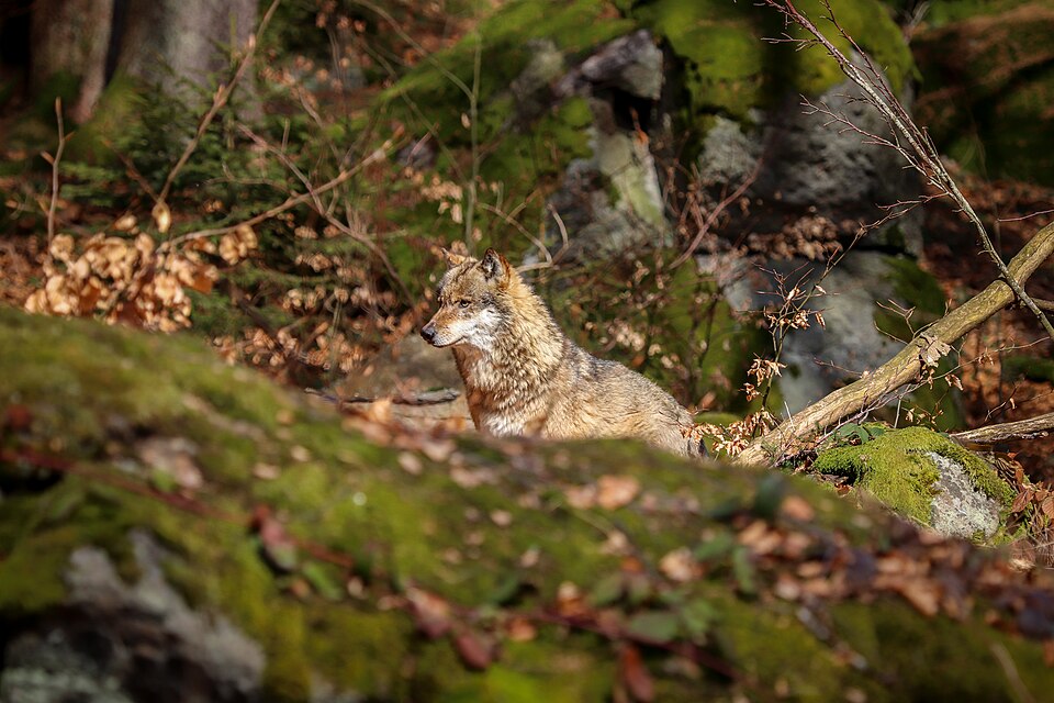 File:Wolf im Nationalpark Bayerischer Wald 1.jpg