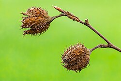 Half-opened seed pods