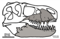 Zhuchengtyrannus.