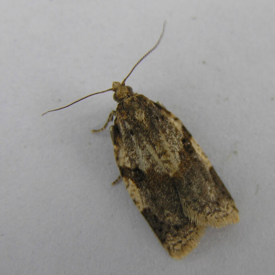 File:Clepsis spectrana FvL.jpg