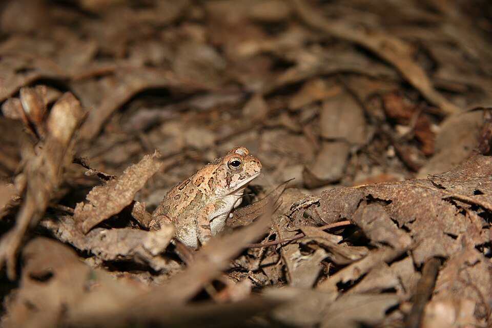 File:Fowlers Toad - side view.jpg