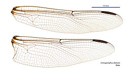Male wings