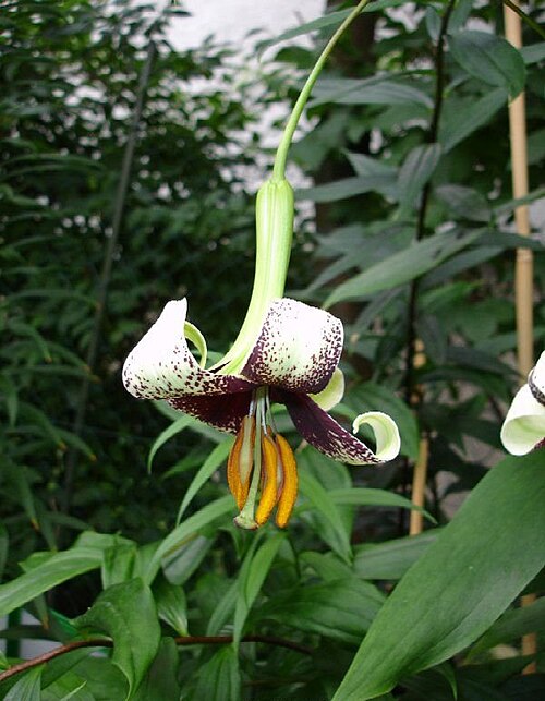 File:Lilium majoense.jpg