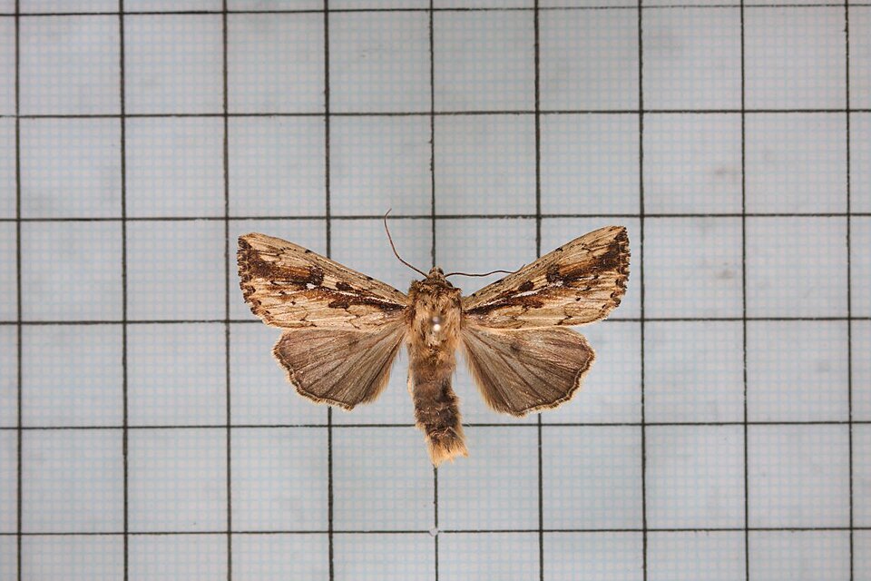 File:Mythimna sinuosa.jpg