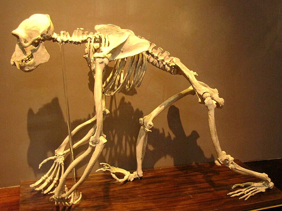 File:Naturales IMG 1851.jpg