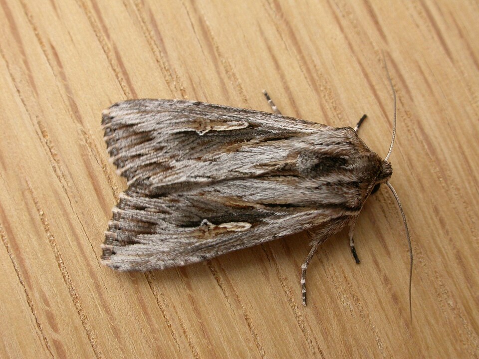File:Persectania ewingii (2983450814).jpg