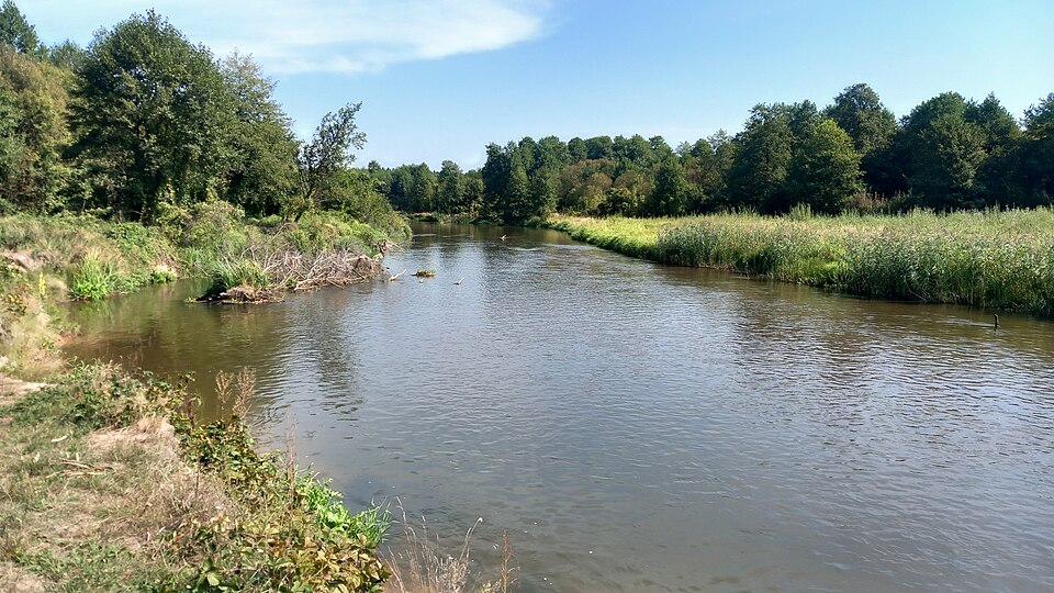 File:Pilica, Łęg Ręczyński 20240830.jpg