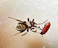 Thumbnail for version as of 05:16, 26 February 2016