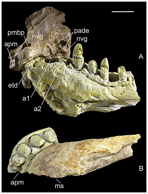 File:Razanandrongobe-fig2-MNHTspecimens.jpg