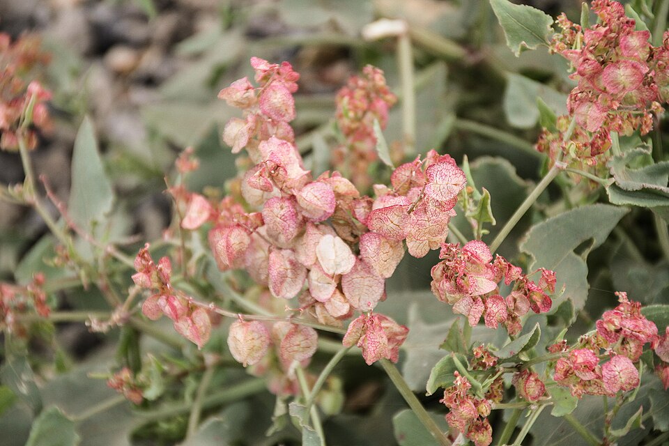 File:Rumex lunaria TenerifeLosGigantes IMG 5530.JPG