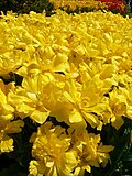 Tulipa var monte carlo