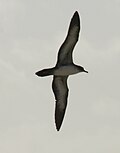 Profile in flight, Hawaiian Islands