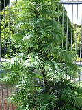 Thumbnail for version as of 18:50, 3 June 2005