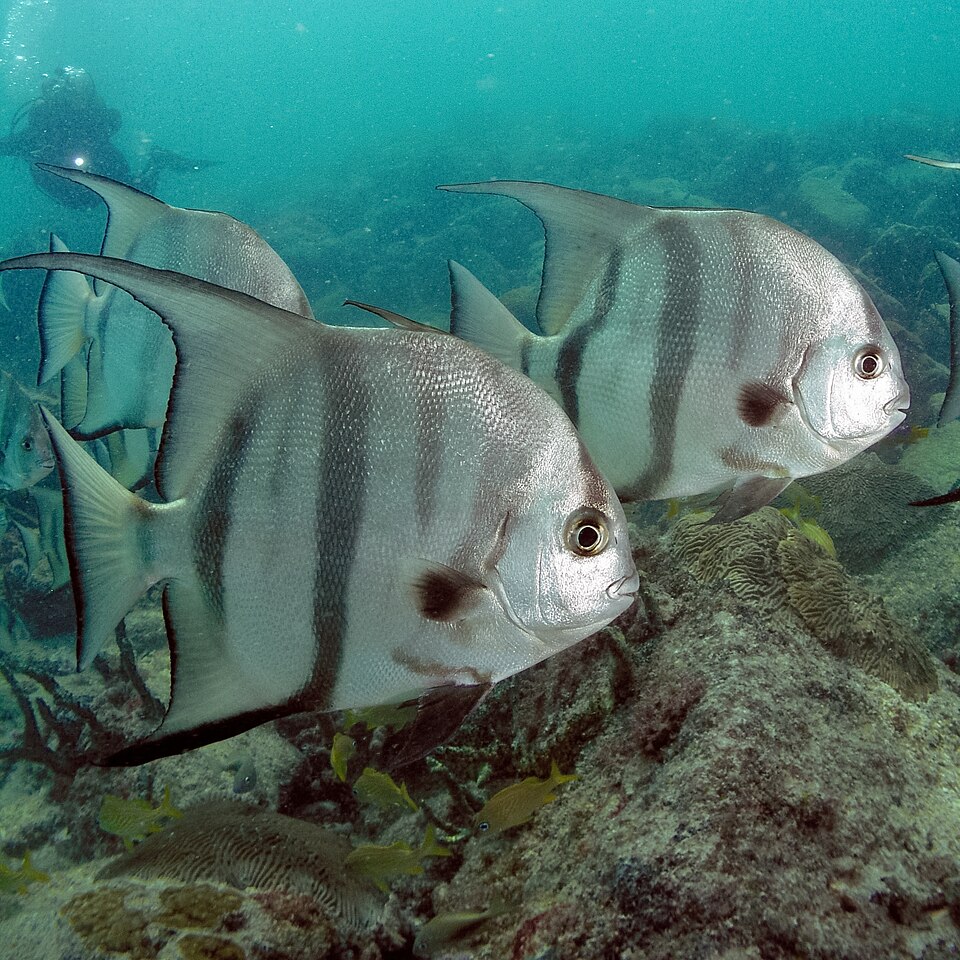 File:Atlantic Spadefish PLW edit.jpg
