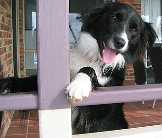 woof