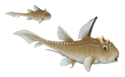 Echinochimaera meltoni female and male