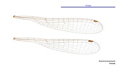 Female wings