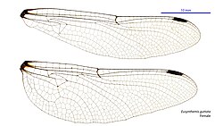 Female wings
