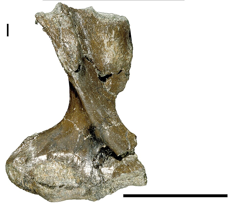 File:Kryoryctes.jpg