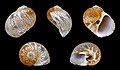 Thumbnail for version as of 16:21, 28 February 2013